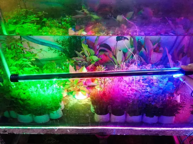 Đèn Led Xanh Bể Cá: Chọn Loại Nào & Công Dụng Tốt Nhất Cho Thủy Sinh
