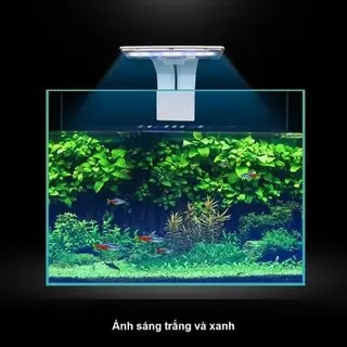 Đèn Led Xanh Bể Cá: Chọn Loại Nào & Công Dụng Tốt Nhất Cho Thủy Sinh