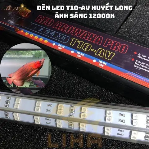 Đèn Lên Màu Cá Rồng: Hướng Dẫn Chọn, Sử Dụng Và Các Loại Phổ Biến Nhất Đèn Lên Màu Cá Rồng: Hướng Dẫn Chọn, Sử Dụng Và Các Loại Phổ Biến Nhất