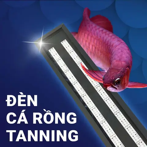 Đèn Lên Màu Cá Rồng: Hướng Dẫn Chọn, Sử Dụng Và Các Loại Phổ Biến Nhất Đèn Lên Màu Cá Rồng: Hướng Dẫn Chọn, Sử Dụng Và Các Loại Phổ Biến Nhất