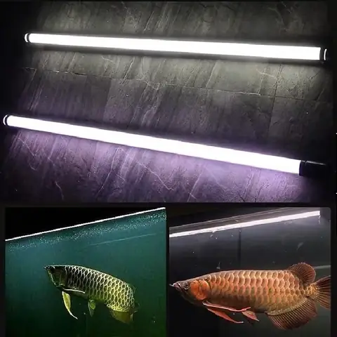 Đèn Nec Tanning Cá Rồng: Hướng Dẫn Chọn Mua Và Sử Dụng Tối Ưu Màu Sắc Vảy Đèn Nec Tanning Cá Rồng: Hướng Dẫn Chọn Mua Và Sử Dụng Tối Ưu Màu Sắc Vảy