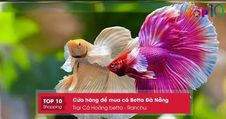 Hướng Dẫn Chi Tiết: Cách Đi Mua Cá Betta (lia Thia) Chuẩn Chọn Giống Tốt, Giá Hợp Lý