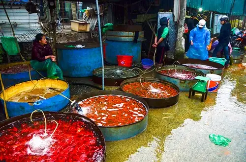 Hướng Dẫn Chi Tiết Cách Chọn Mua Cá Vàng Ưng Ý Và Địa Điểm Uy Tín