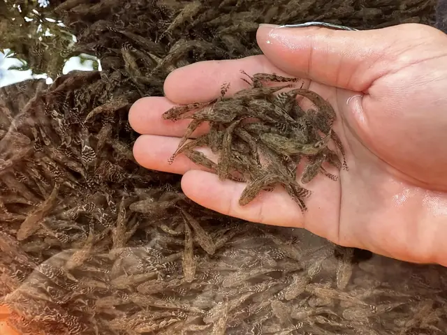 Mua Cá Bống Tượng Giống Ở Đâu Uy Tín, Giá Tốt Toàn Quốc