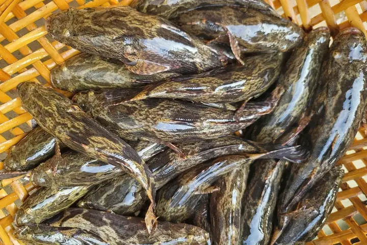 Mua Cá Bống Tượng Giống Ở Đâu Uy Tín, Giá Tốt Toàn Quốc