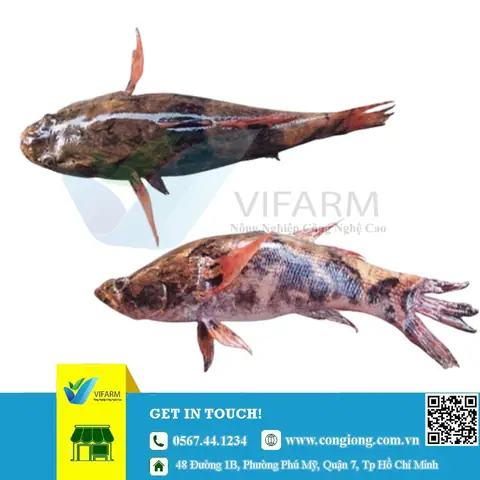 Mua Cá Bống Tượng Giống Ở Đâu Uy Tín, Giá Tốt Toàn Quốc