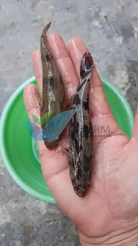Mua Cá Bống Tượng Giống Ở Đâu Uy Tín, Giá Tốt Toàn Quốc