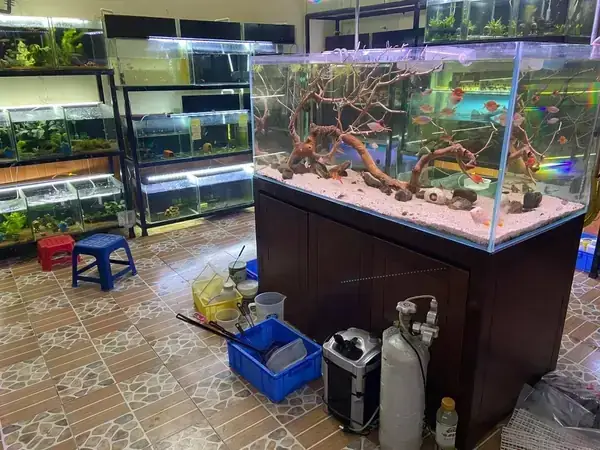 Địa Chỉ Bán Cá Chọi (betta) Uy Tín Tại Hà Nội: Top Cửa Hàng & Kinh Nghiệm Chọn Mua