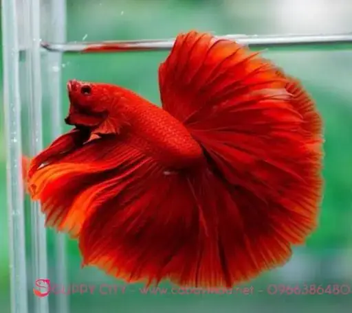 Địa Chỉ Bán Cá Chọi (betta) Uy Tín Tại Hà Nội: Top Cửa Hàng & Kinh Nghiệm Chọn Mua