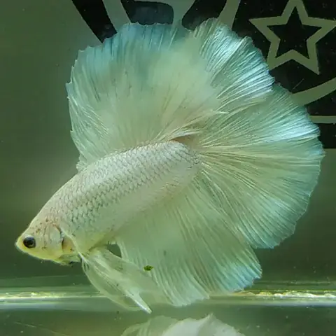 Địa Chỉ Bán Cá Chọi (betta) Uy Tín Tại Hà Nội: Top Cửa Hàng & Kinh Nghiệm Chọn Mua