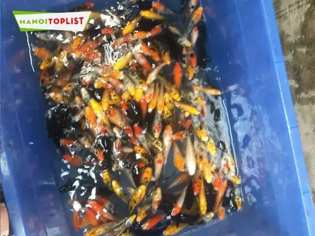 Top 10 Địa Chỉ Bán Cá Giống Uy Tín Tại Hà Nội & Kinh Nghiệm Chọn Lọc