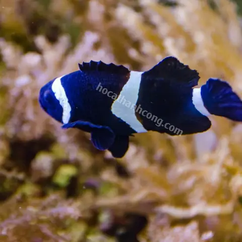 Địa Chỉ Mua Cá Hề (nemo) Uy Tín & Lưu Ý Quan Trọng Địa Chỉ Mua Cá Hề (nemo) Uy Tín & Lưu Ý Quan Trọng