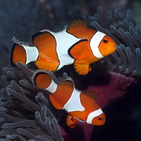 Địa Chỉ Mua Cá Hề (nemo) Uy Tín & Lưu Ý Quan Trọng Địa Chỉ Mua Cá Hề (nemo) Uy Tín & Lưu Ý Quan Trọng