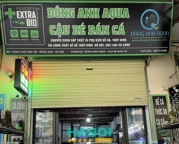 Top 10 Địa Chỉ Mua Cá Vàng Uy Tín Tại Hà Nội: Chọn Lọc Chất Lượng, Giá Tốt