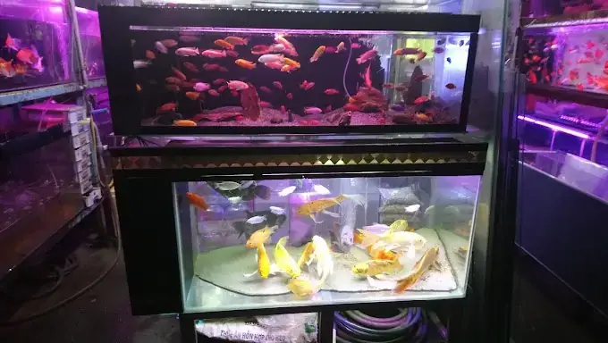Top Địa Điểm Bán Cá Cảnh Uy Tín Tại Bình Dương Cập Nhật 2026 Top Địa Điểm Bán Cá Cảnh Uy Tín Tại Bình Dương Cập Nhật 2026