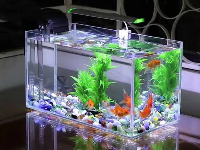 Top Địa Điểm Bán Cá Cảnh Uy Tín Tại Bình Dương Cập Nhật 2026 Top Địa Điểm Bán Cá Cảnh Uy Tín Tại Bình Dương Cập Nhật 2026