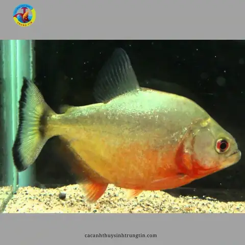 Địa Điểm Bán Cá Piranha Uy Tín: Hướng Dẫn Tìm Kiếm Và Lựa Chọn