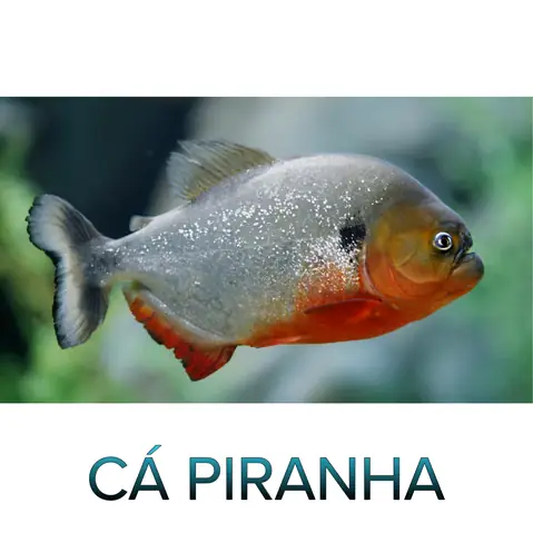 Địa Điểm Bán Cá Piranha Uy Tín: Hướng Dẫn Tìm Kiếm Và Lựa Chọn