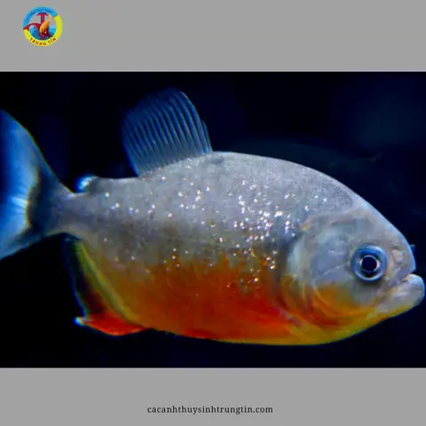 Địa Điểm Bán Cá Piranha Uy Tín: Hướng Dẫn Tìm Kiếm Và Lựa Chọn
