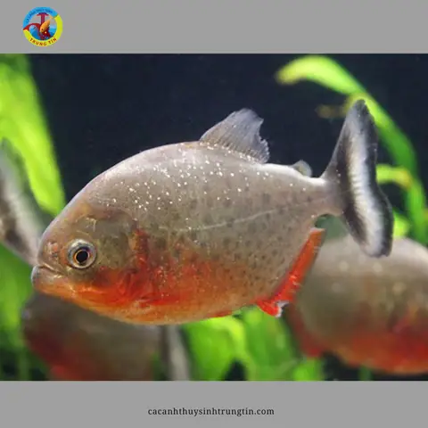 Địa Điểm Bán Cá Piranha Uy Tín: Hướng Dẫn Tìm Kiếm Và Lựa Chọn