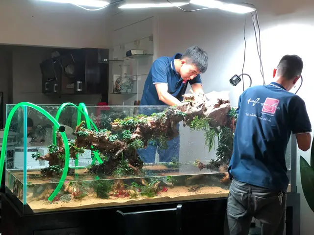 Dịch Vụ Chăm Sóc Bể Cá Cảnh Tại Hà Nội: Trọn Gói, Chuyên Nghiệp & Uy Tín Dịch Vụ Chăm Sóc Bể Cá Cảnh Tại Hà Nội: Trọn Gói, Chuyên Nghiệp & Uy Tín