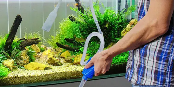 Dịch Vụ Chăm Sóc Bể Cá Cảnh Tại Hà Nội: Trọn Gói, Chuyên Nghiệp & Uy Tín Dịch Vụ Chăm Sóc Bể Cá Cảnh Tại Hà Nội: Trọn Gói, Chuyên Nghiệp & Uy Tín
