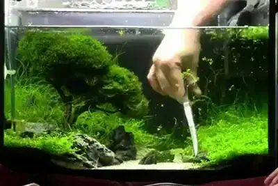 Dịch Vụ Chăm Sóc Bể Cá Cảnh Tại Hà Nội: Trọn Gói, Chuyên Nghiệp & Uy Tín Dịch Vụ Chăm Sóc Bể Cá Cảnh Tại Hà Nội: Trọn Gói, Chuyên Nghiệp & Uy Tín