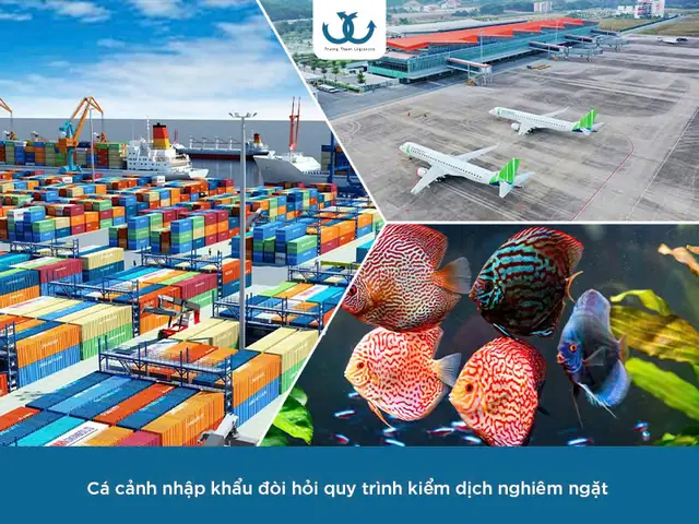 Dịch Vụ Vận Chuyển Cá Cảnh Quốc Tế: Hướng Dẫn Chi Tiết, Uy Tín & An Toàn