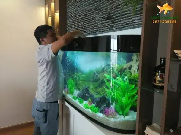 Dịch Vụ Vệ Sinh Bể Cá Tại Nhà: Quy Trình & Lợi Ích Chuyên Nghiệp
