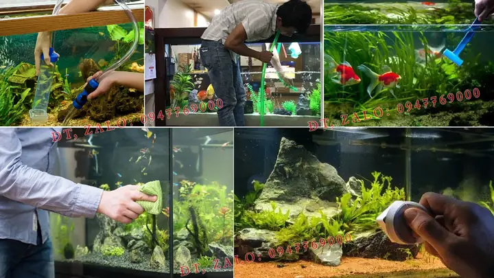 Dịch Vụ Vệ Sinh Bể Cá Tại Nhà: Quy Trình & Lợi Ích Chuyên Nghiệp