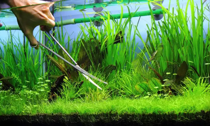 Dịch Vụ Vệ Sinh Bể Cá Tại Nhà: Quy Trình & Lợi Ích Chuyên Nghiệp