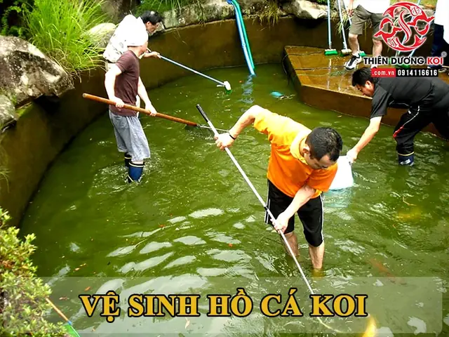Dịch Vụ Vệ Sinh Hồ Cá Tại Nhà: Hướng Dẫn Chi Tiết & Báo Giá Uy Tín