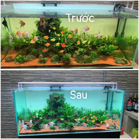 Dịch Vụ Vệ Sinh Hồ Cá Tại Nhà: Hướng Dẫn Chi Tiết & Báo Giá Uy Tín