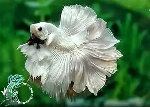 Diễn Đàn Cá Betta: Nơi Trao Đổi Kinh Nghiệm Nuôi & Cộng Đồng Đam Mê Diễn Đàn Cá Betta: Nơi Trao Đổi Kinh Nghiệm Nuôi & Cộng Đồng Đam Mê