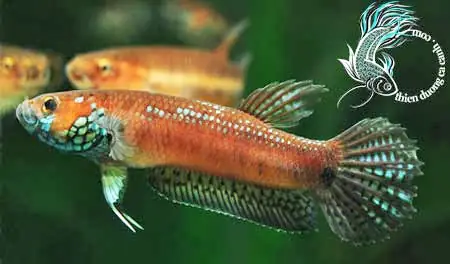Diễn Đàn Cá Betta: Nơi Trao Đổi Kinh Nghiệm Nuôi & Cộng Đồng Đam Mê Diễn Đàn Cá Betta: Nơi Trao Đổi Kinh Nghiệm Nuôi & Cộng Đồng Đam Mê