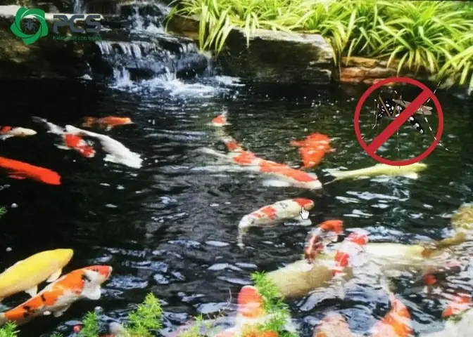 Cách Diệt Muỗi Hồ Cá An Toàn Và Hiệu Quả Cho Hồ Koi