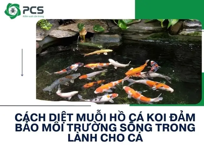Cách Diệt Muỗi Hồ Cá An Toàn Và Hiệu Quả Cho Hồ Koi