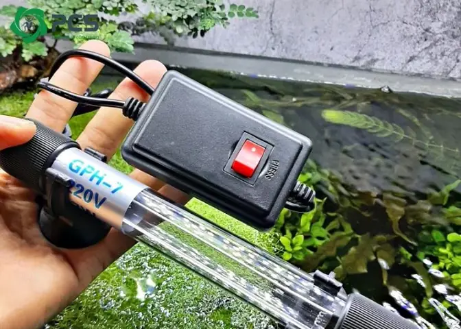 Cách Diệt Muỗi Hồ Cá An Toàn Và Hiệu Quả Cho Hồ Koi