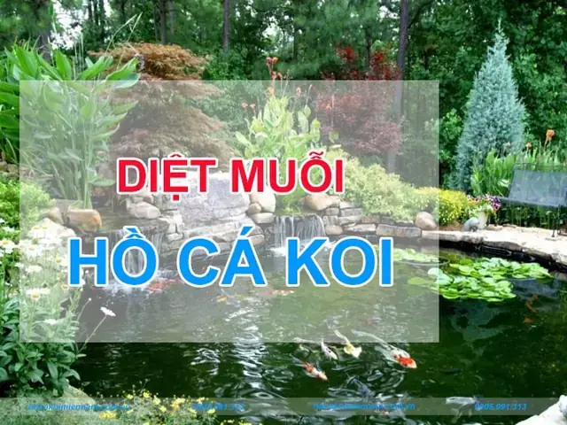 Cách Diệt Muỗi Hồ Cá An Toàn Và Hiệu Quả Cho Hồ Koi