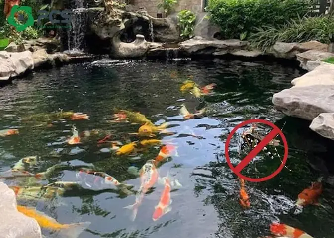 Cách Diệt Muỗi Hồ Cá An Toàn Và Hiệu Quả Cho Hồ Koi