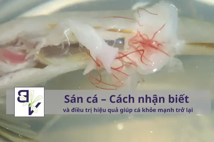 Cách Diệt Sán Trong Bể Cá: Hướng Dẫn Chi Tiết & Giải Pháp Hiệu Quả