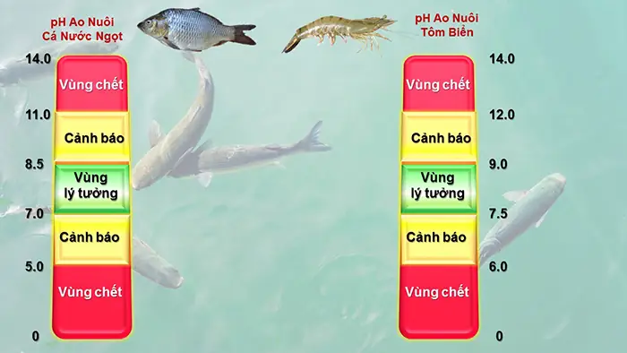 Độ Ph Lý Tưởng Cho Cá Rồng Và Cách Điều Chỉnh Chuẩn Nhất Độ Ph Lý Tưởng Cho Cá Rồng Và Cách Điều Chỉnh Chuẩn Nhất
