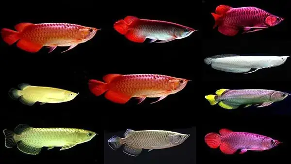 Độ Ph Lý Tưởng Cho Cá Rồng Và Cách Điều Chỉnh Chuẩn Nhất Độ Ph Lý Tưởng Cho Cá Rồng Và Cách Điều Chỉnh Chuẩn Nhất