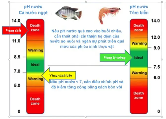 Độ Ph Lý Tưởng Cho Cá Rồng Và Cách Điều Chỉnh Chuẩn Nhất Độ Ph Lý Tưởng Cho Cá Rồng Và Cách Điều Chỉnh Chuẩn Nhất