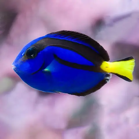 Cá Dory Là Cá Gì? Giải Mã Nguồn Gốc Và Tên Gọi Thực Sự Cá Dory Là Cá Gì? Giải Mã Nguồn Gốc Và Tên Gọi Thực Sự