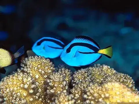 Cá Dory Là Cá Gì? Giải Mã Nguồn Gốc Và Tên Gọi Thực Sự Cá Dory Là Cá Gì? Giải Mã Nguồn Gốc Và Tên Gọi Thực Sự