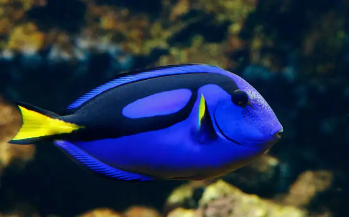 Cá Dory Là Cá Gì? Giải Mã Nguồn Gốc Và Tên Gọi Thực Sự Cá Dory Là Cá Gì? Giải Mã Nguồn Gốc Và Tên Gọi Thực Sự