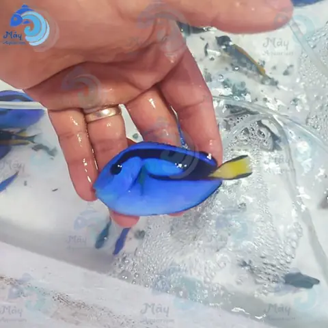 Cá Dory Là Cá Gì? Giải Mã Nguồn Gốc Và Tên Gọi Thực Sự Cá Dory Là Cá Gì? Giải Mã Nguồn Gốc Và Tên Gọi Thực Sự