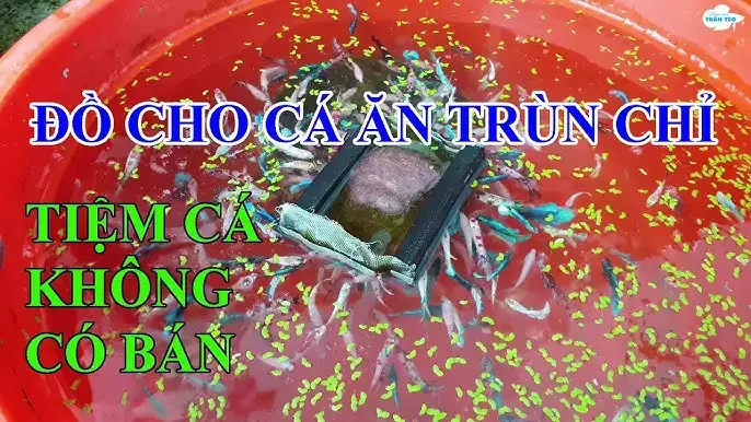 Dụng Cụ Cho Cá Ăn Trùn Chỉ: Lựa Chọn & Hướng Dẫn Sử Dụng Hiệu Quả