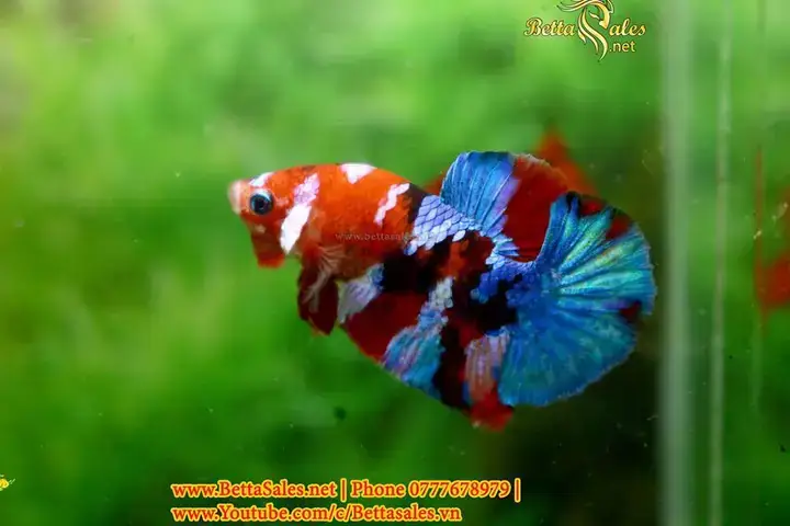 Hướng Dẫn Ép Cá Betta Với Trùn Huyết: An Toàn, Hiệu Quả & Lợi Ích
